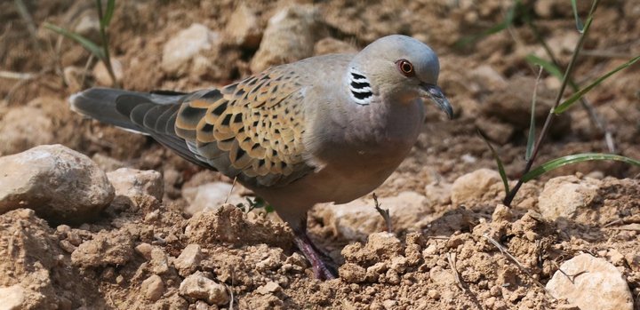 BirdLife Malta Üveyik Kuşu Bahar Avının Derhal Durdurulmasını İstedi