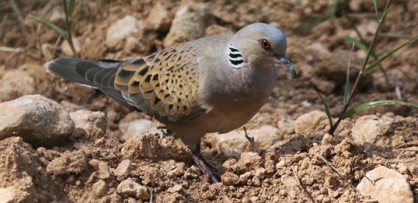 BirdLife Malta Üveyik Kuşu Bahar Avının Derhal Durdurulmasını İstedi