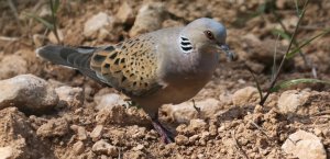 BirdLife Malta Üveyik Kuşu Bahar Avının Derhal Durdurulmasını İstedi
