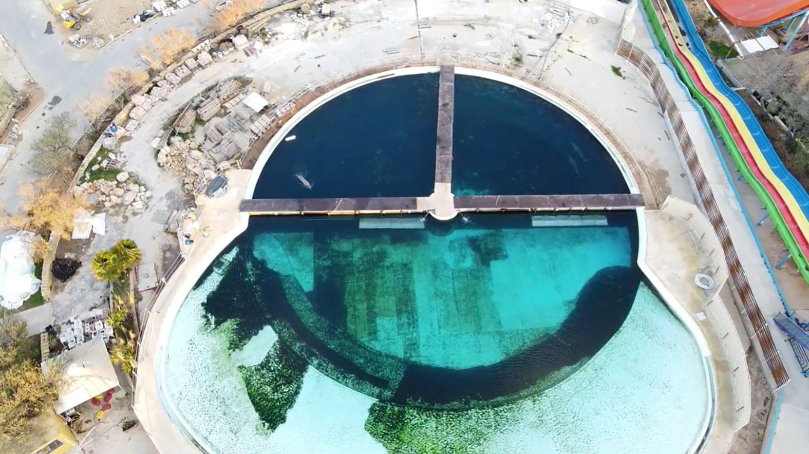 Aktivistler suyun yunusları seçemeyecek kadar bulanık olduğunu öne sürdü. Park ise alglerin yunuslara faydalı olduğunu söyledi.