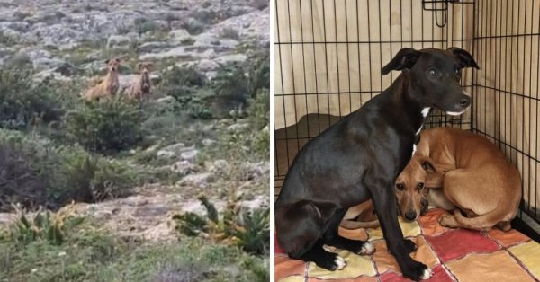 MSPCA Baħar iċ-Ċagħaq'da Başıboş Köpekleri Yakalamak İçin Operasyon Başlattı