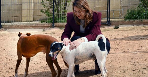 Terk edilmiş hayvanlar iyileştirilmiş barınak tesislerinden faydalanacak