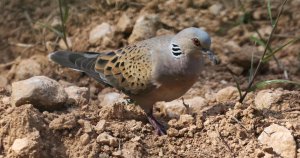 BirdLife Malta, AB Raporunun Ardından Kumru Avının Durdurulmasını İstedi