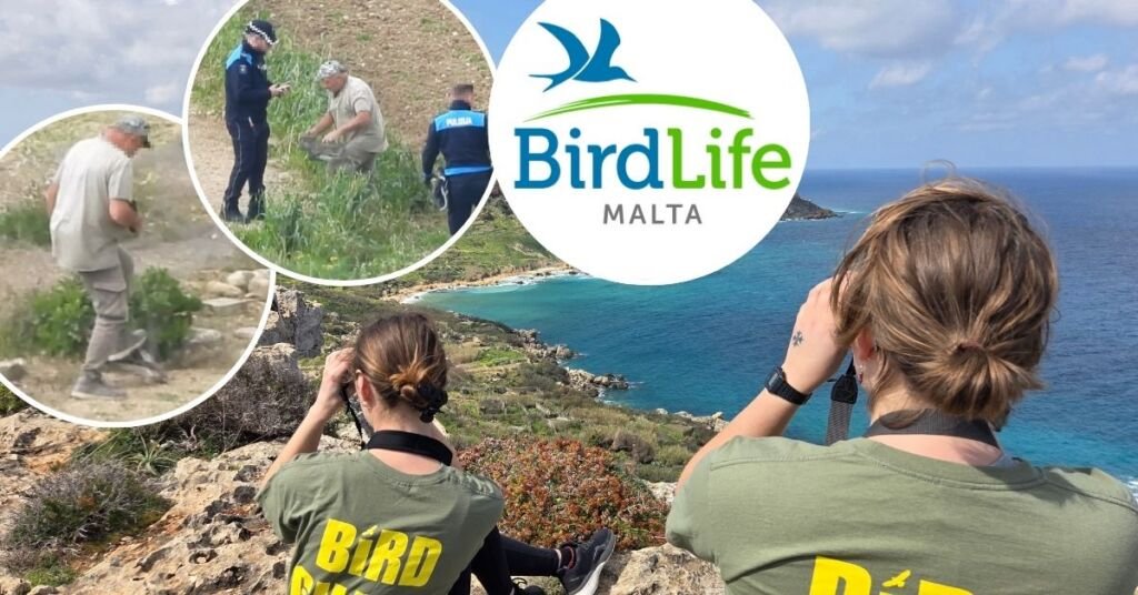 BirdLife Malta, Korunan Kerkenezin Vahşice Öldürülmesini Kınadı