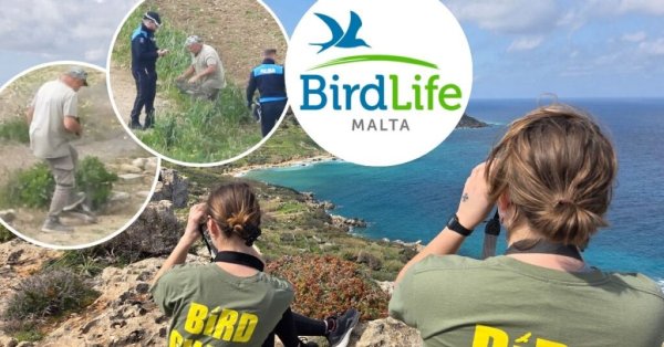 BirdLife Malta, Korunan Kerkenezin Vahşice Öldürülmesini Kınadı