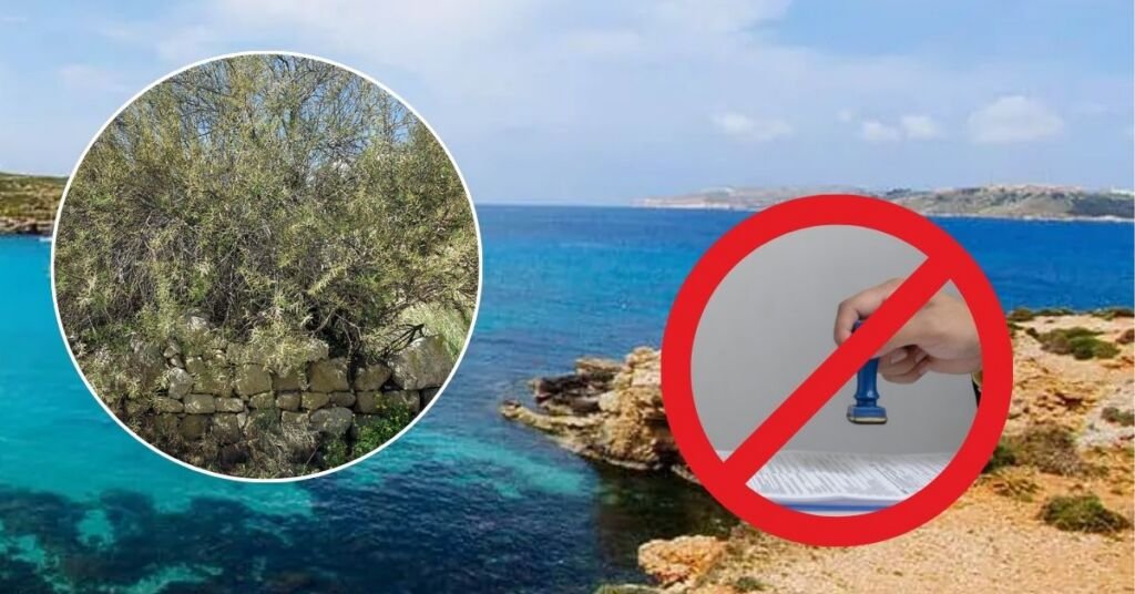 Comino'da Ağaç Sökme İzni İtiraz Üzerine İptal Edildi