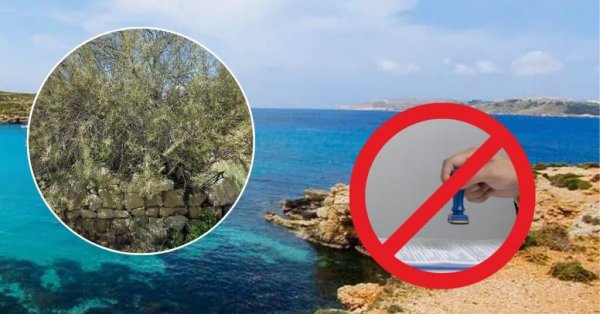 Comino'da Ağaç Sökme İzni İtiraz Üzerine İptal Edildi