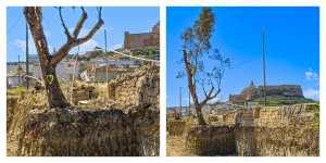 Marsalforn Yolu'ndaki Ağaçları Koruyan Kalp Şeklindeki Bariyerler