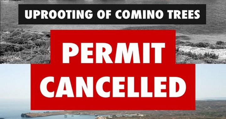 Comino'da Ağaç Sökme İzni Graffitti'nin İtirazı Üzerine İptal Edildi