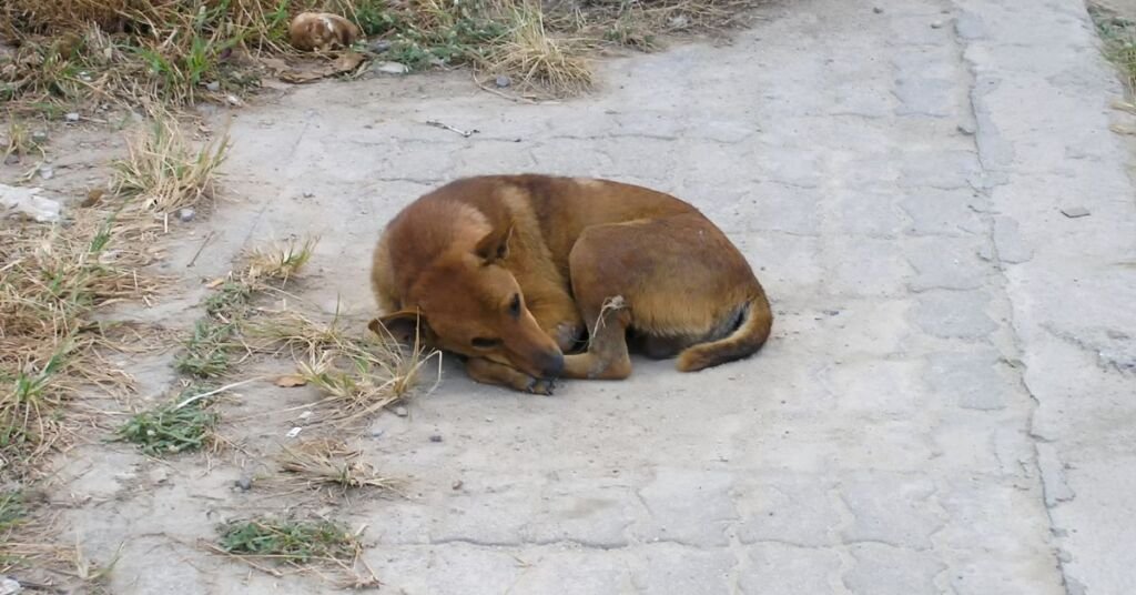 Hükümet Barınaklardaki Köpeklere Yurt Dışında Yuva Arıyor