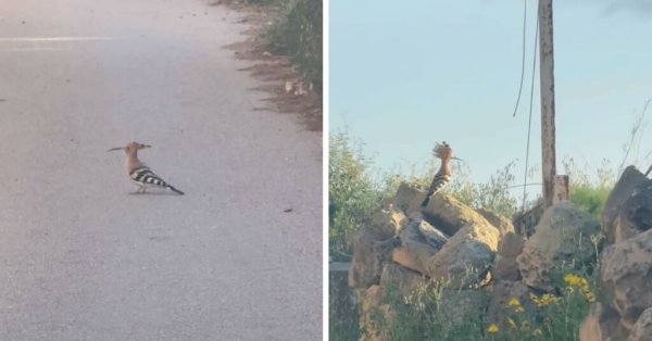 İbibik Kuşu Malta'ya Döndü: Bahar Göçü Başladı