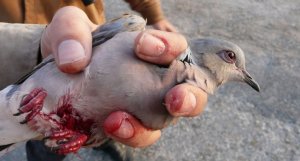 BirdLife Malta, Ornis Komitesini 'Siyasi Baskıya Boyun Eğmekle' Suçladı