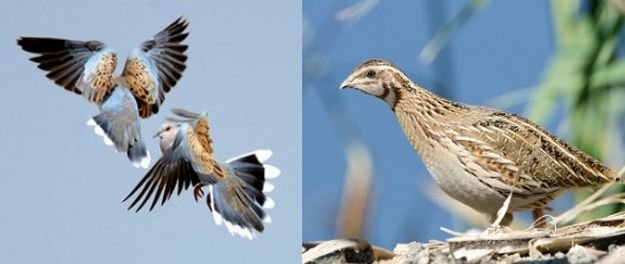 Gozo Bakanı Bıldırcın ve Üveyik İçin Bahar Avı Sezonunun Açılışını Onayladı
