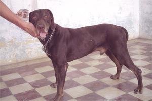 Yaralı köpek yuva arıyor