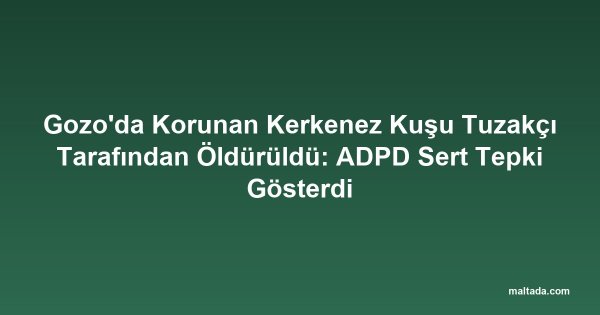 Gozo'da Korunan Kerkenez Kuşu Tuzakçı Tarafından Öldürüldü: ADPD Sert Tepki Gösterdi