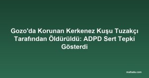 Gozo'da Korunan Kerkenez Kuşu Tuzakçı Tarafından Öldürüldü: ADPD Sert Tepki Gösterdi