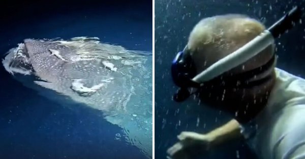 Coast Is Clear Vakfı Kurucusu Maldivler'de Balina Köpekbalığı ile Yüzdü