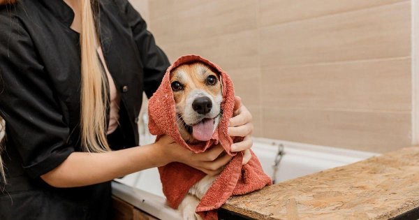 Evcil Hayvan Bakımcıları Yeni Yasaya Rağmen İki Yıldır Lisanssız Çalışıyor