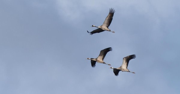 BirdLife Uyardı: 'Yasadışı Avlanmadaki Artış Ciddi Denetim Açıklarını Gözler Önüne Seriyor'