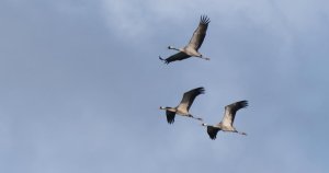 BirdLife Uyardı: 'Yasadışı Avlanmadaki Artış Ciddi Denetim Açıklarını Gözler Önüne Seriyor'