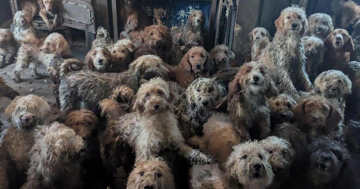 İngiltere'de Tek Bir Evden 250'den Fazla Köpek Kurtarıldı