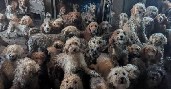 İngiltere'de Tek Bir Evden 250'den Fazla Köpek Kurtarıldı