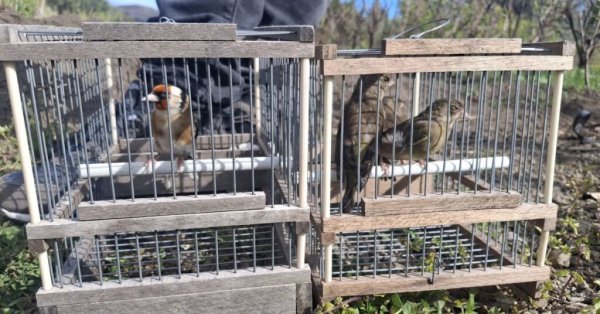 Eski FKNK Yöneticisi Sezon Açılmadan Bir Gün Önce Yasadışı İspinoz Avlarken Yakalandı