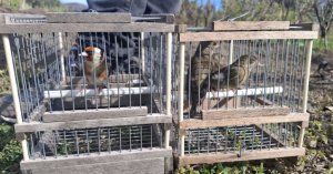 Eski FKNK Yöneticisi Sezon Açılmadan Bir Gün Önce Yasadışı İspinoz Avlarken Yakalandı