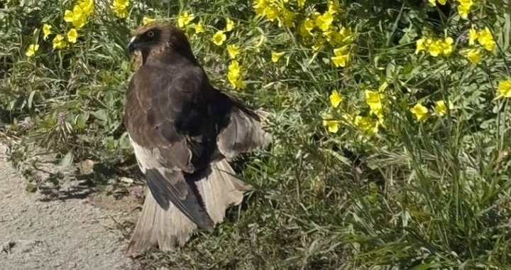 Fırtınadan Kaçan Yorgun Kuşlar Malta'ya Sığındı, Bazıları Yasadışı Olarak Vuruldu