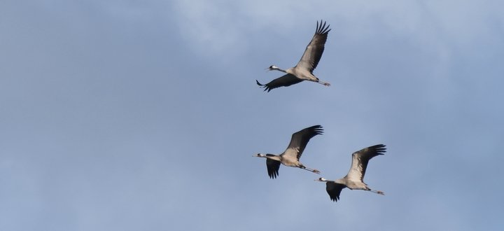 Bahar göçü yoğunlaşırken yasadışı avlanma tırmandı: BirdLife Malta uyardı