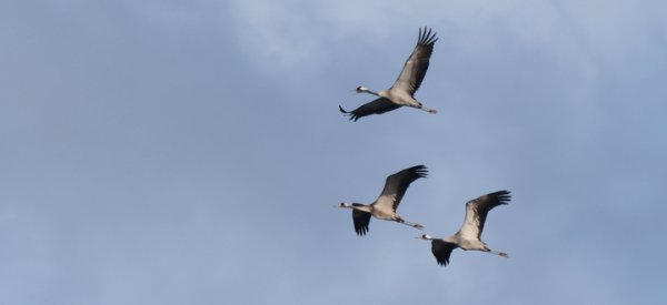 Bahar göçü yoğunlaşırken yasadışı avlanma tırmandı: BirdLife Malta uyardı