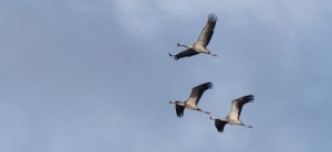 Bahar göçü yoğunlaşırken yasadışı avlanma tırmandı: BirdLife Malta uyardı