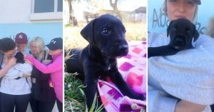 Tarlada Yapayalnız Bulunan Minik Yavru Köpek İçin Sahiplendirme Süreci Başladı