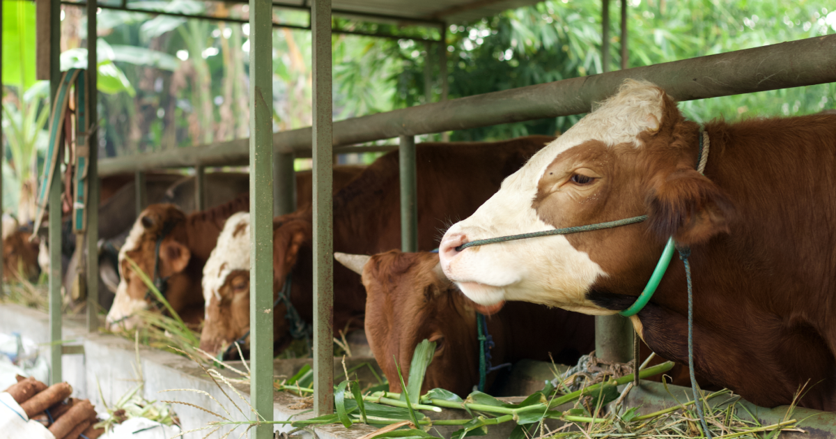 Doğu Akdeniz'deki Şap Hastalığı Salgını Nedeniyle Tekne Sahiplerine Yemek Atıklarını Yakma Zorunluluğu Getirildi