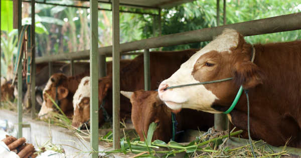 Doğu Akdeniz'deki Şap Hastalığı Salgını Nedeniyle Tekne Sahiplerine Yemek Atıklarını Yakma Zorunluluğu Getirildi