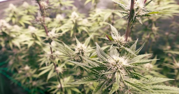 Eski Hükümlü Sırp Vatandaşının Sınır Dışı Kararı Temyizde Onandı