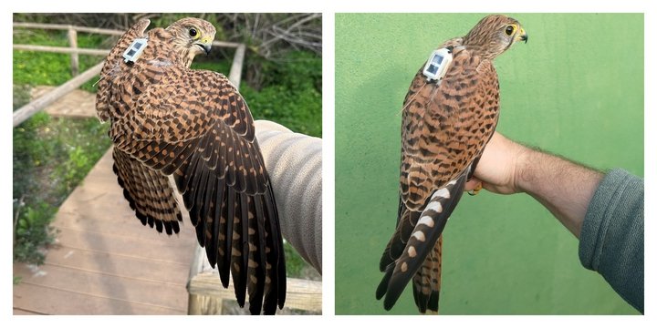 Rehabilite Edilen Kuşların Takibi Malta İçin Güçlü Potansiyel Gösteriyor