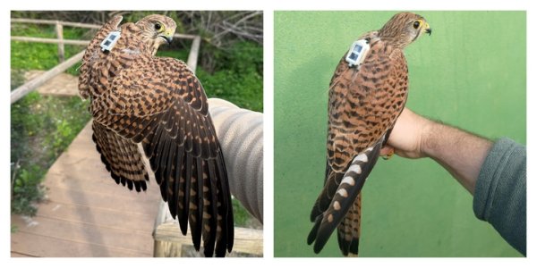 Rehabilite Edilen Kuşların Takibi Malta İçin Güçlü Potansiyel Gösteriyor