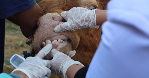 Malta'da Şap Hastalığı Alarmı: İthalat Yasağı ve Sıkı Kontroller Getirildi