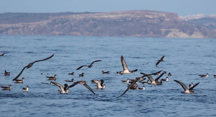 BirdLife Malta: Noma Island Yüzen Platform Comino'dan Derhal Kaldırılmalı