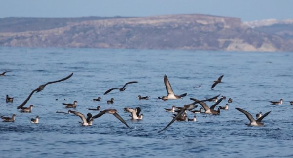 BirdLife Malta: Noma Island Yüzen Platform Comino'dan Derhal Kaldırılmalı