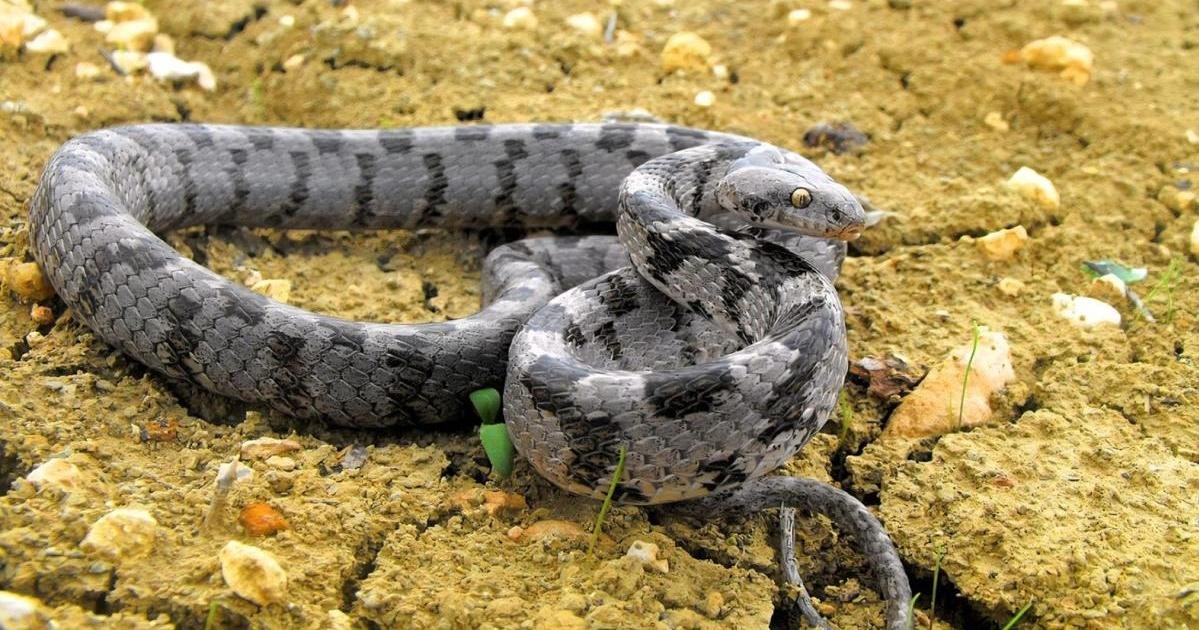 Malta'nın Koruma Altındaki Kedi Yılanı Adaya Antik Çağda İnsanlarla Birlikte Gelmiş