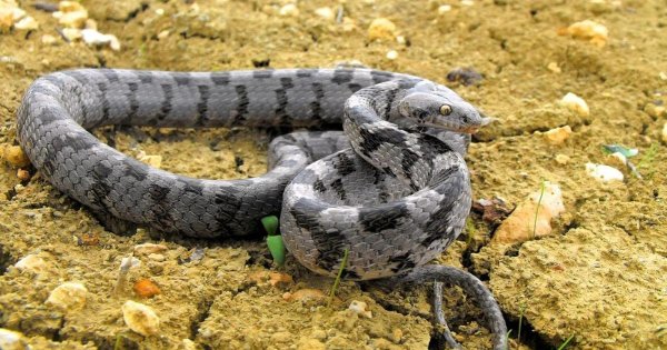 Malta'nın Koruma Altındaki Kedi Yılanı Adaya Antik Çağda İnsanlarla Birlikte Gelmiş