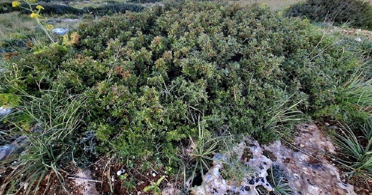 Pembroke sakinleri 'bakir arazi' üzerine yapılacak futbol sahasına karşı dilekçe verdi