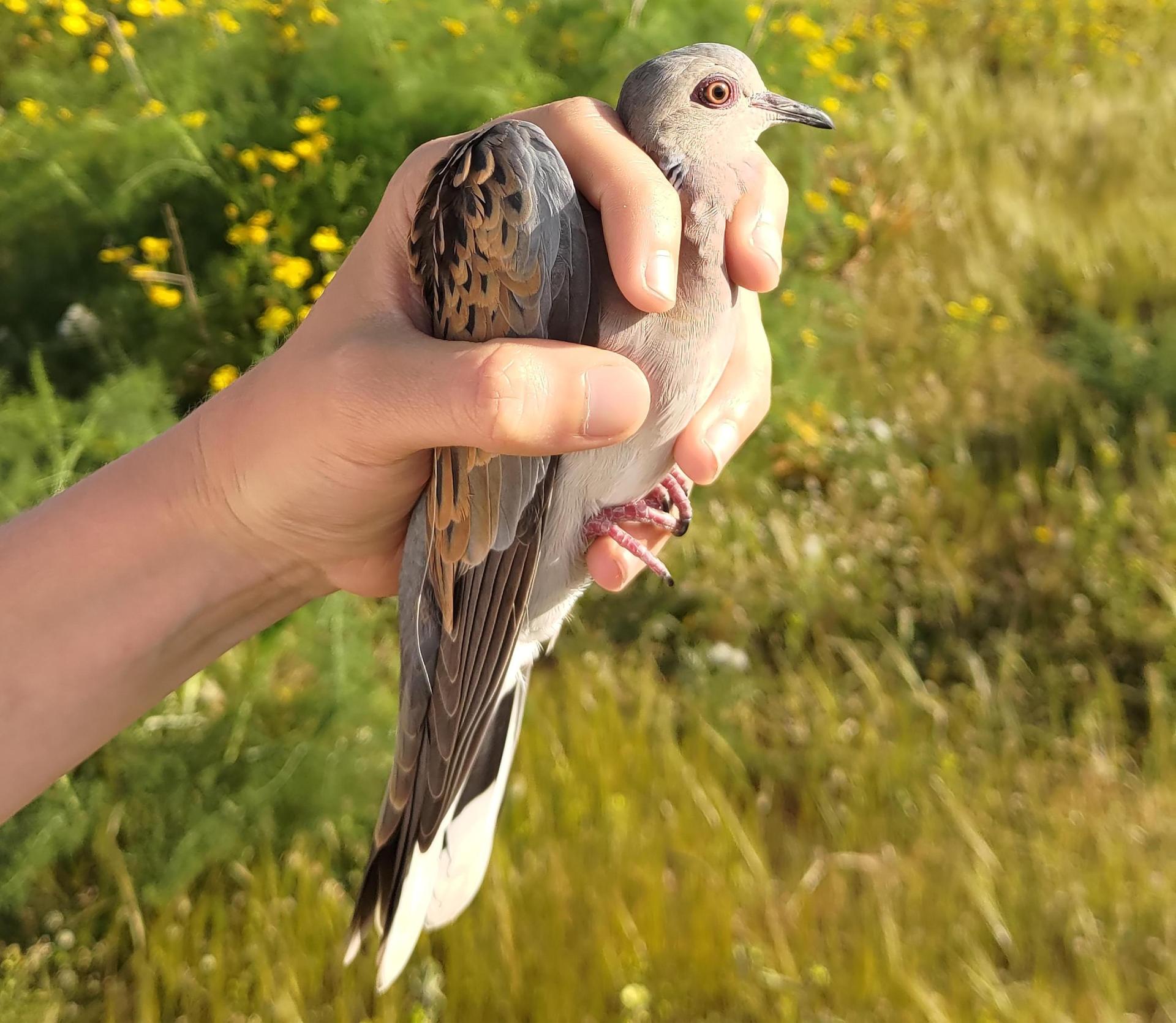 17 Nisan'da Ġebel Ciantar'da kurtarılan vurulmuş üveyik. Fotoğraf: Nicholas Barbara/BirdLife Malta
