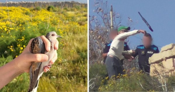 BirdLife Malta: Bahar Avı Sezonunun İlk Haftasında Çok Sayıda Üveyik Yasadışı Vuruldu