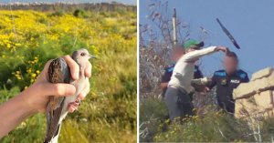 BirdLife Malta: Bahar Avı Sezonunun İlk Haftasında Çok Sayıda Üveyik Yasadışı Vuruldu