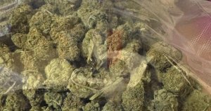 Paola'da Bir Parkta Esrar ile Yakalanan Şüpheli Gözaltına Alındı