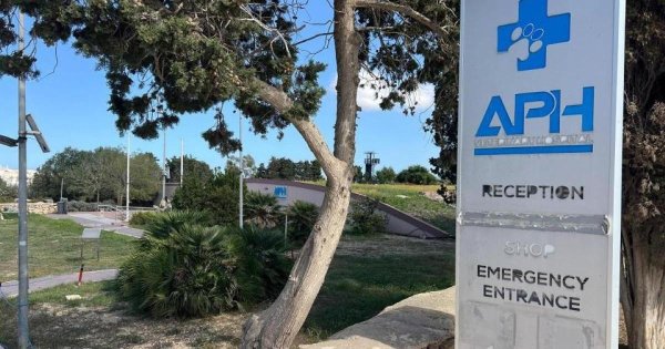 Hayvan Hastanesi Kapalı Kaldığı İçin Köpek ve Yavru Kediler Öldü – PN