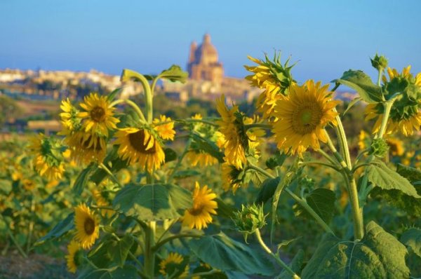 İşçi Partisi, Çevre ve Sağlık Konularında STK'larla İstişare Toplantısı Düzenledi